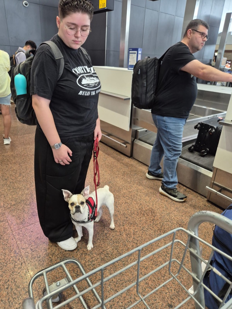 French Bulldog service dog no check-in do aeroporto com família