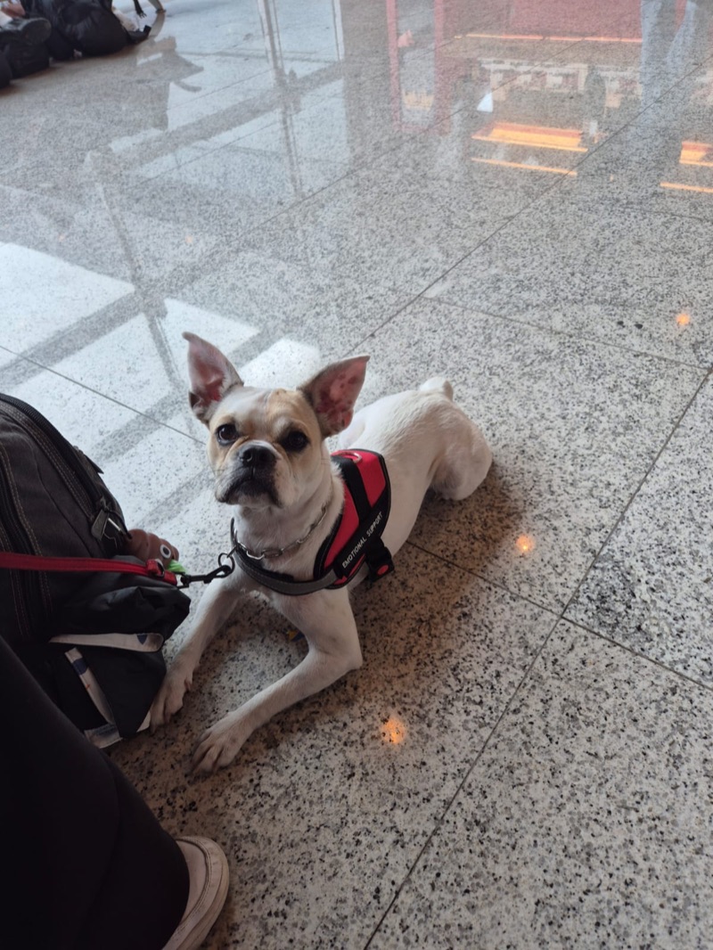French Bulldog com colete Emotional Support aguardando embarque no aeroporto