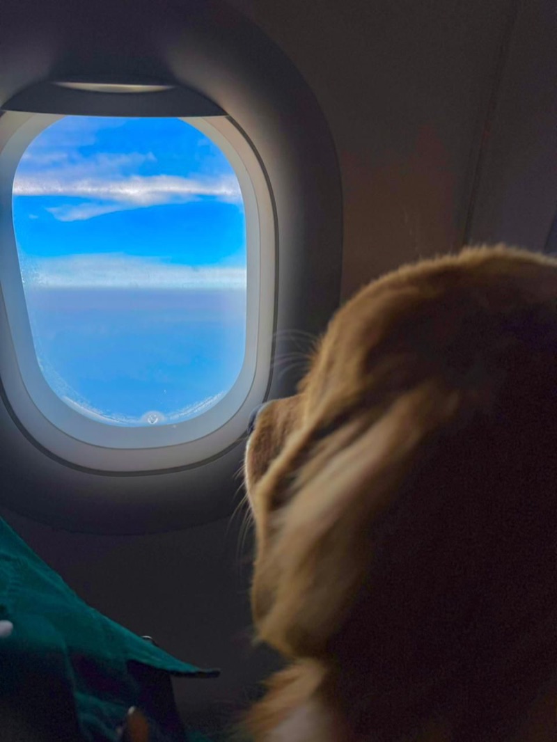 Família sorridente com service dog na cabine do avião durante voo internacional