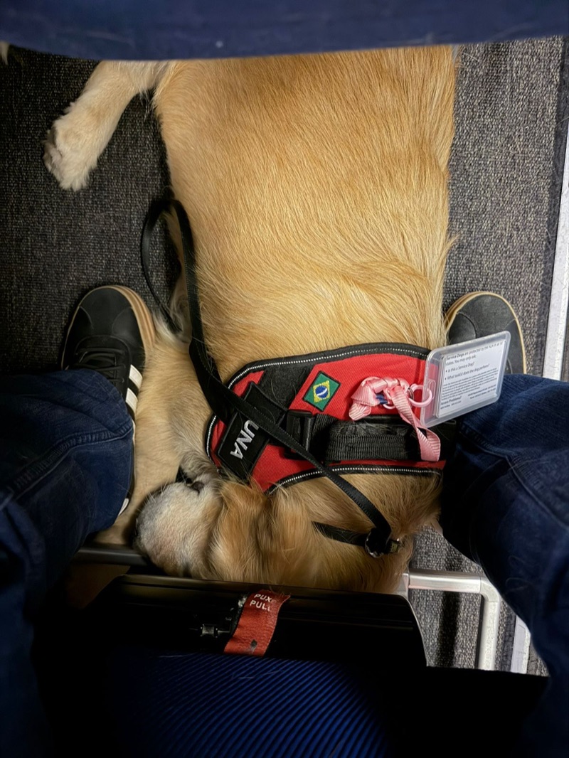 Golden Retriever Una com colete service dog e bandeira do Brasil deitada aos pés do tutor na cabine do avião