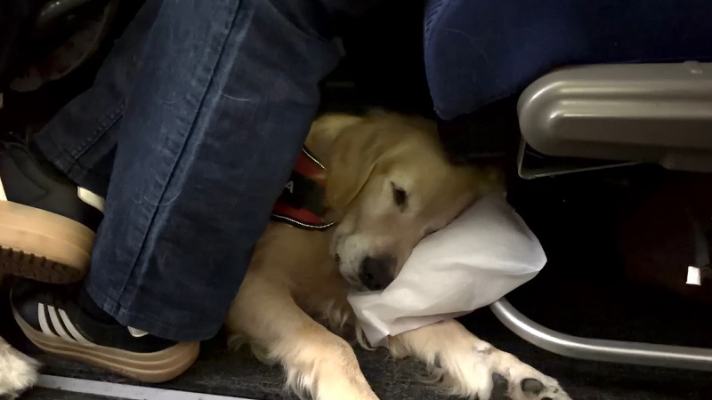 Golden Retriever dormindo tranquilamente no chão da cabine do avião durante voo internacional