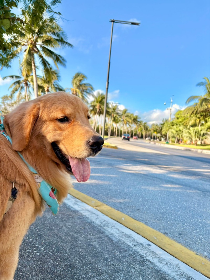 Golden Retriever service dog passeando em Miami com palmeiras ao fundo
