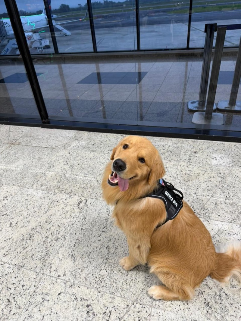 Golden Retriever com colete Service Dog aguardando embarque no aeroporto