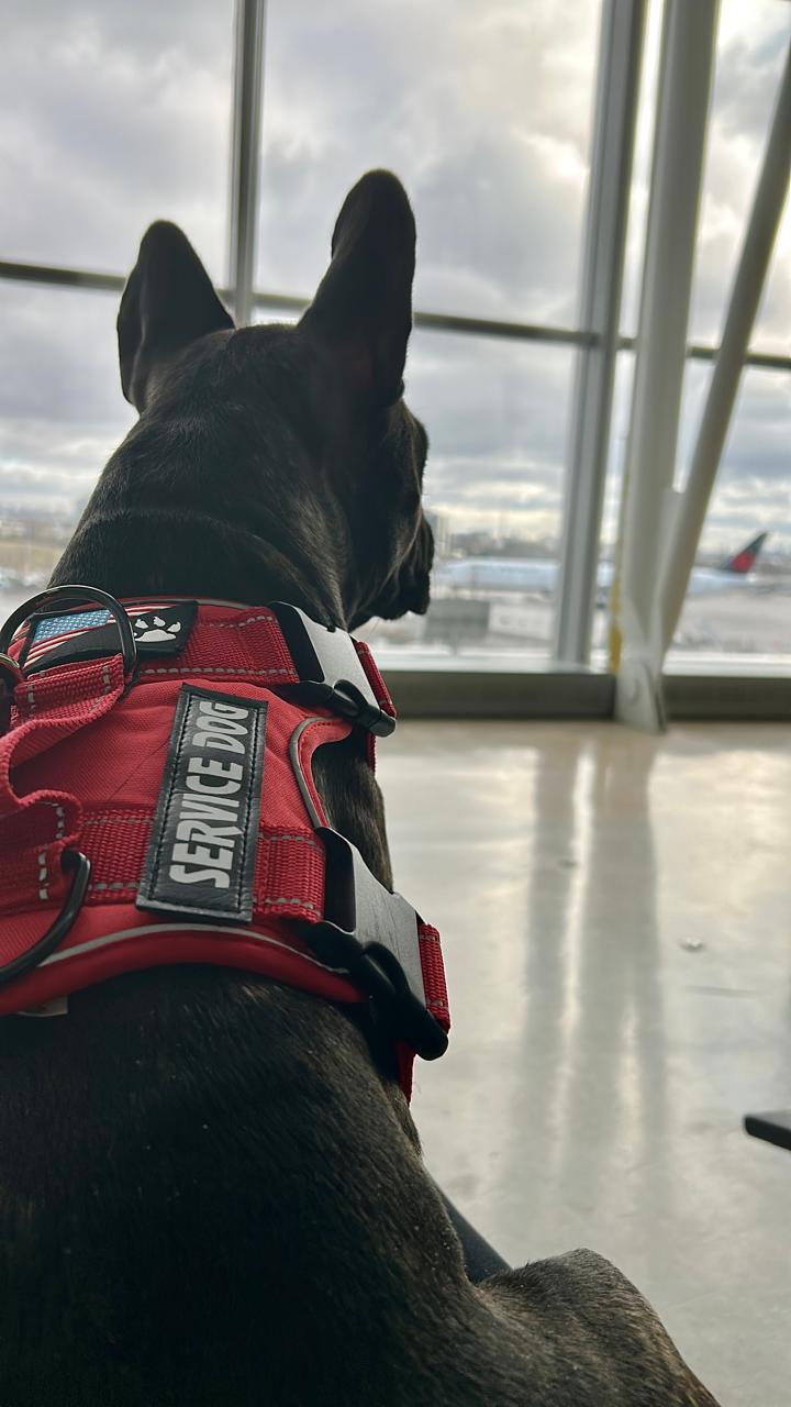Service Dog com colete vermelho olhando avião no aeroporto, pronto para embarque